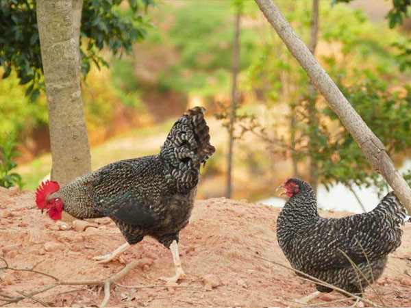芦花鸡饲养过程中哪些药物可以提高鸡群免疫力